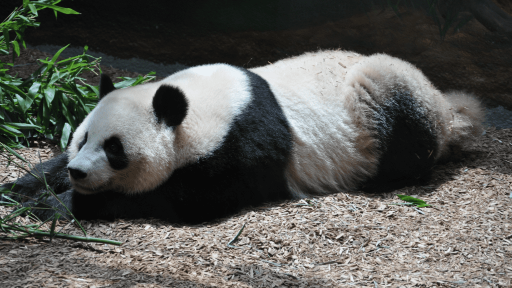 Zoo Atlanta