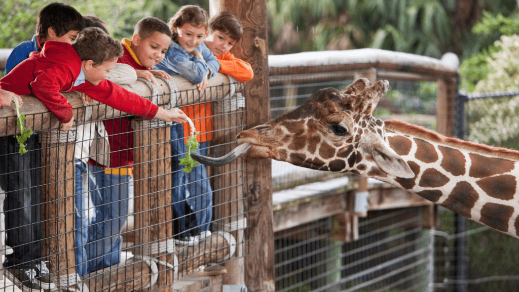 feeding giraffe