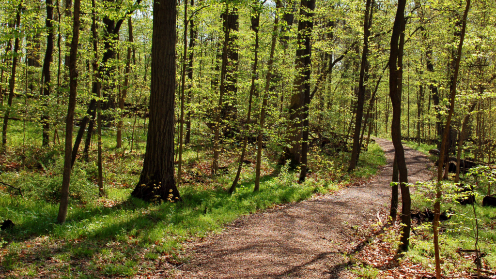 nature trail